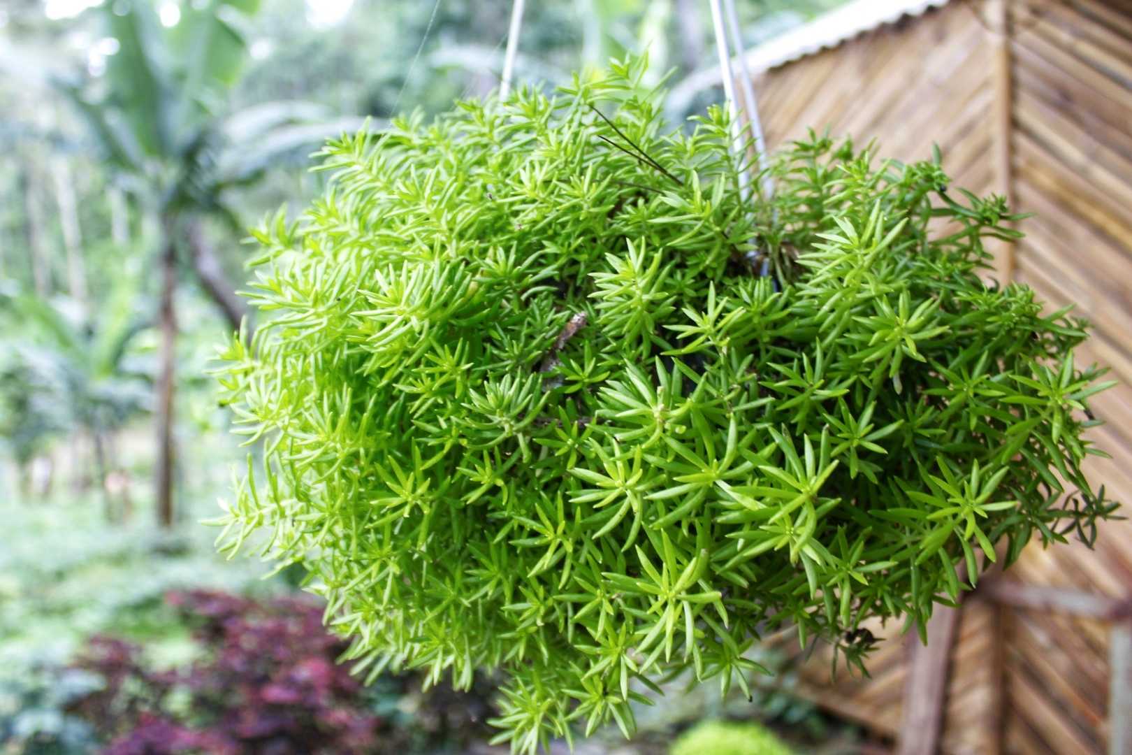 TANAMAN HIAS