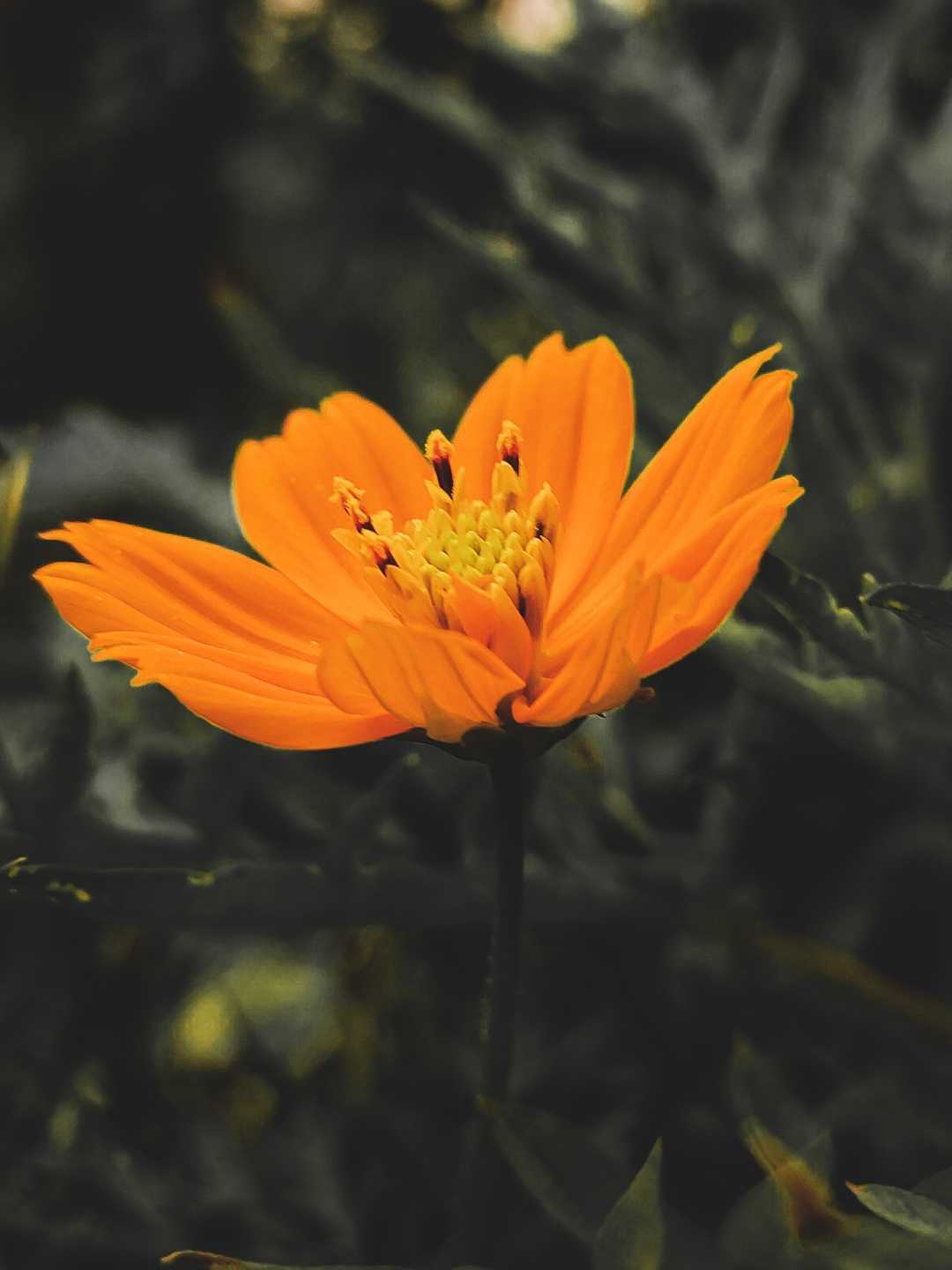 Cosmos Sulphureus