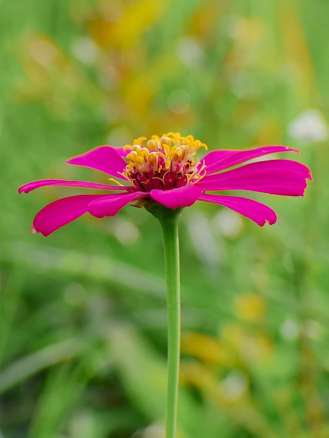 Zinia.