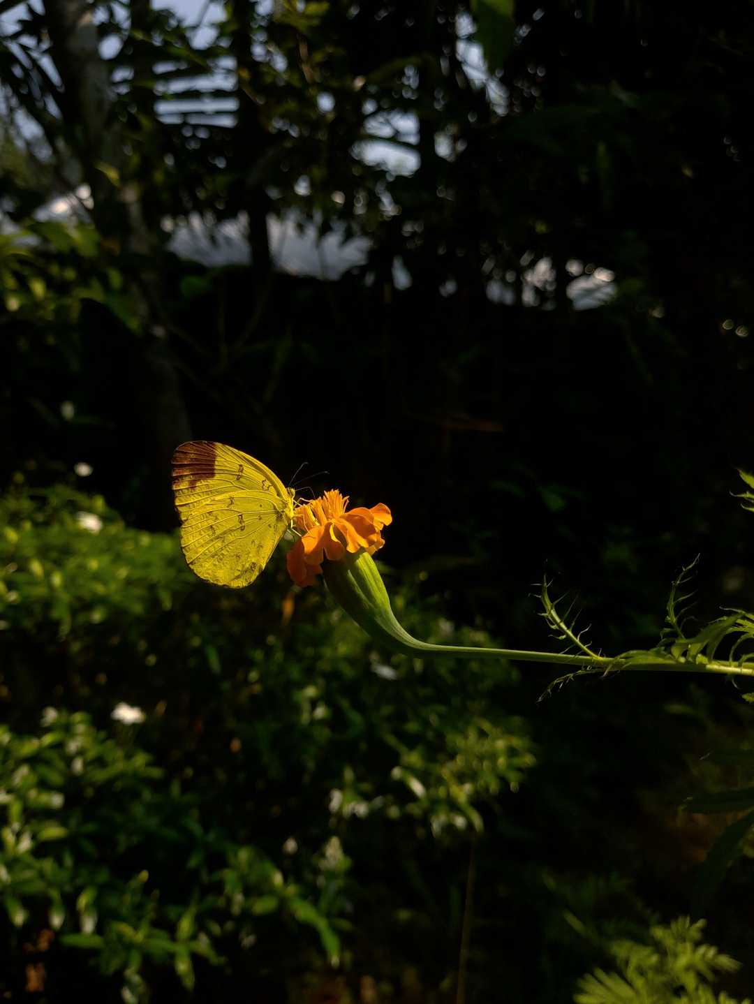 🦋📸