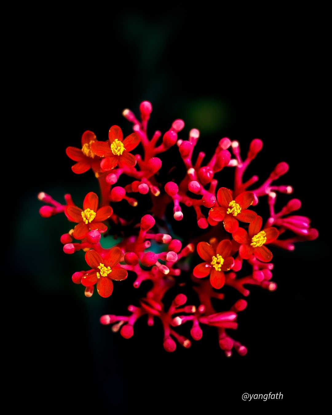 Bunga Jarak Bali (Jatropha podagrica hook)
