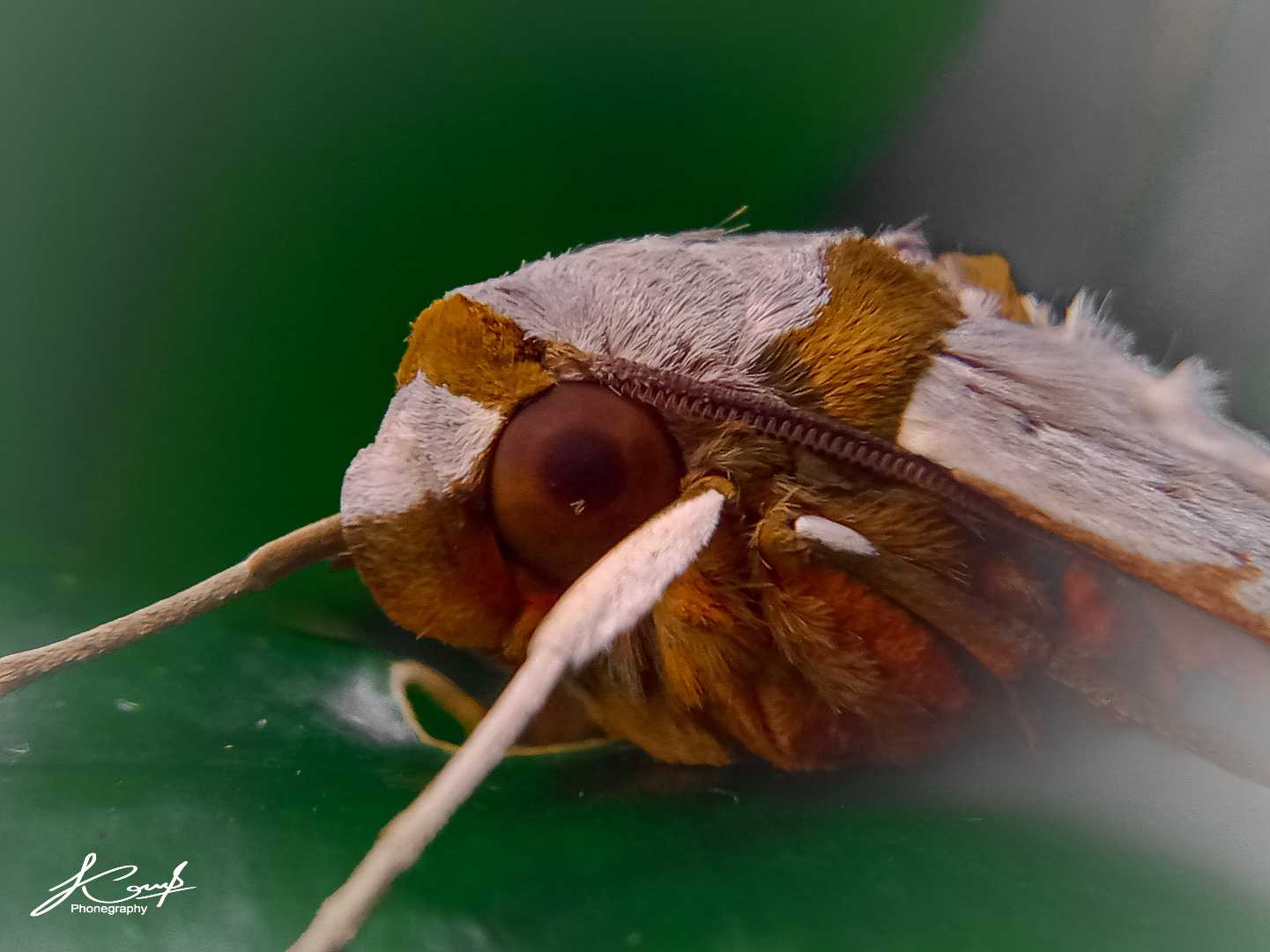 Protambulyx strigilis