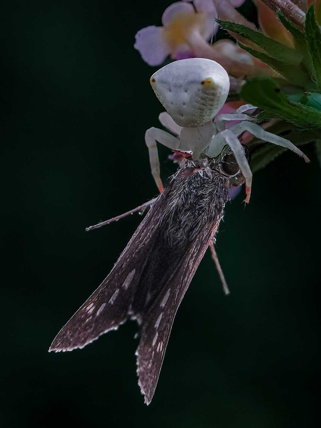 crab Spider killed a moth 