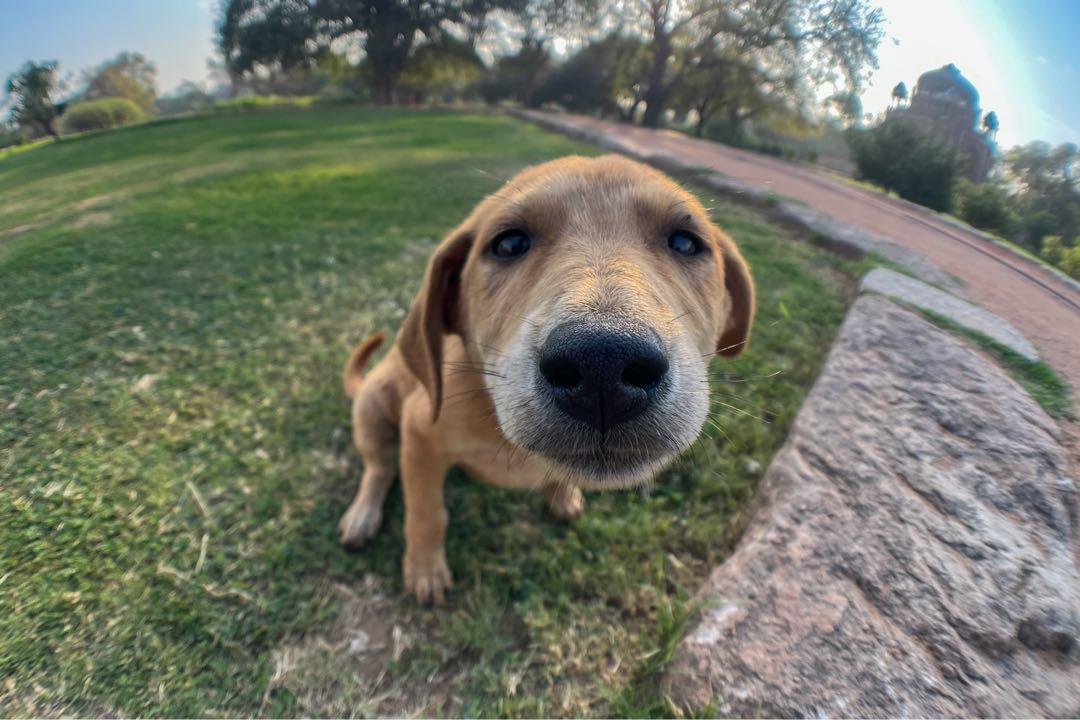 capture moment shoot this Skyvik fisheye lens 
