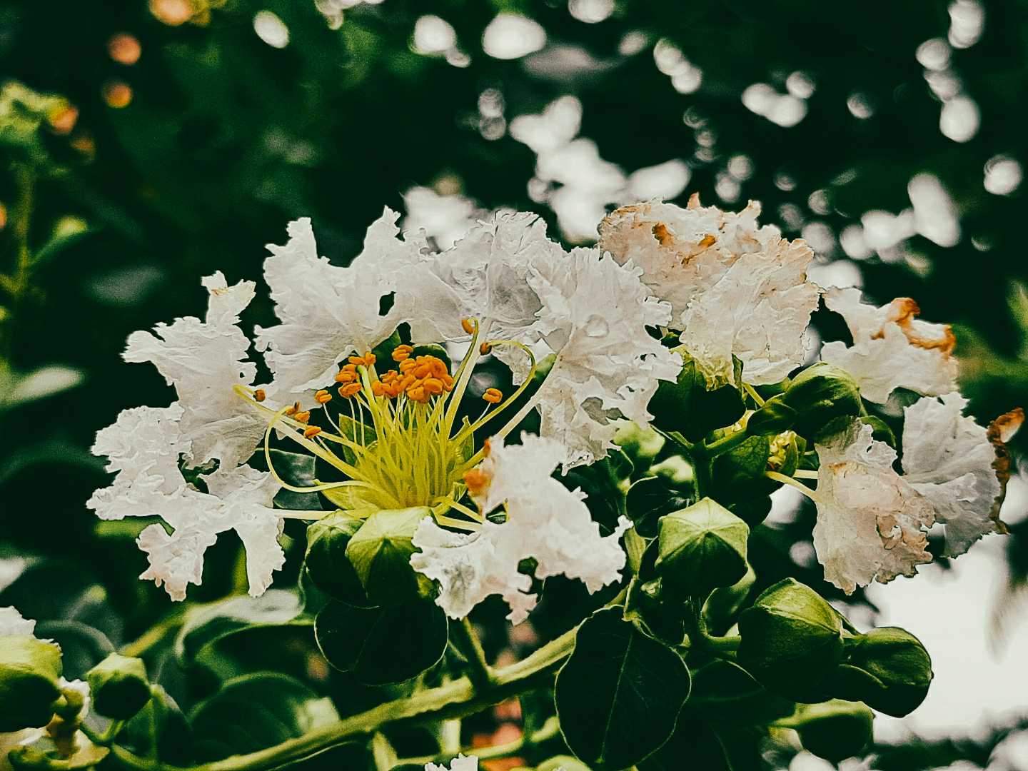 White love🌼🍀