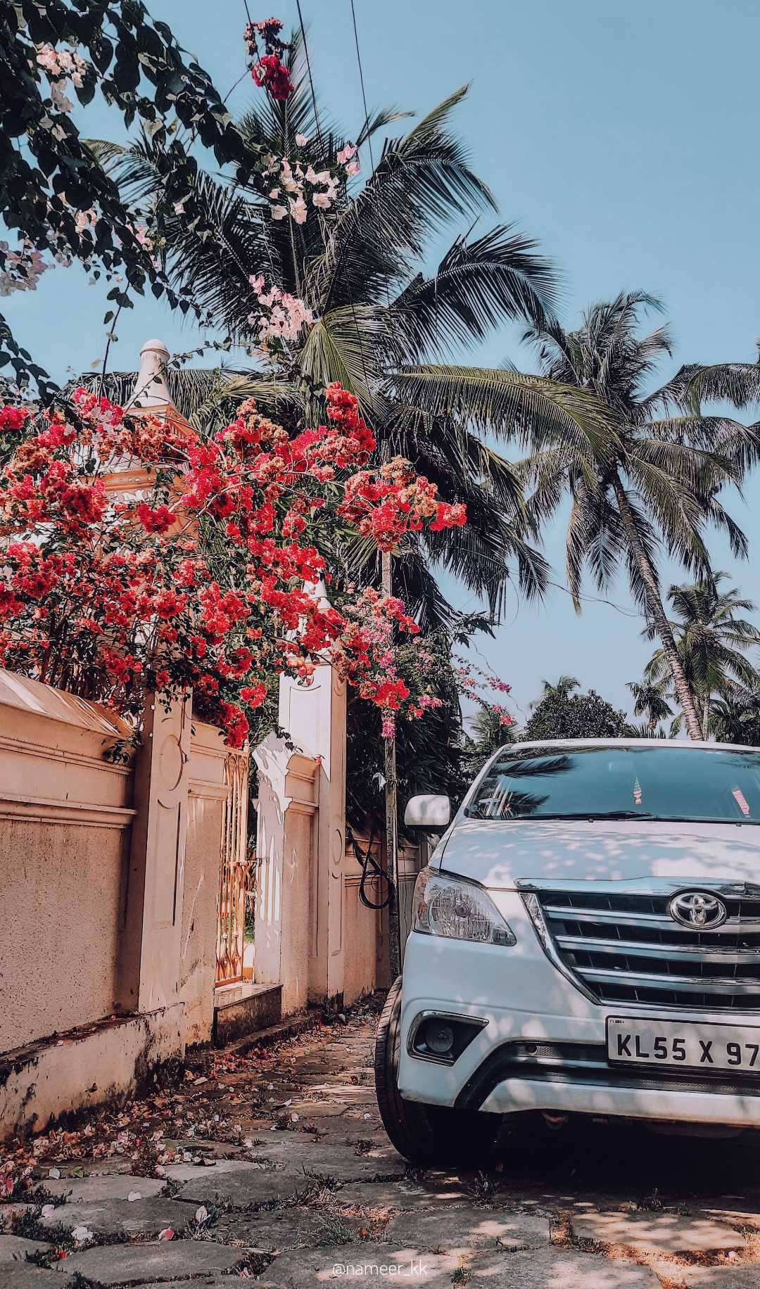 Bougainvillea 