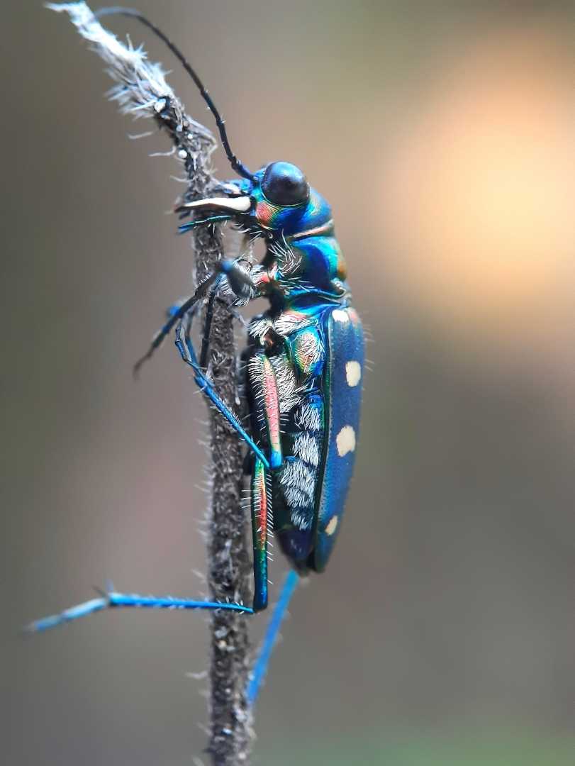 kumbang macan