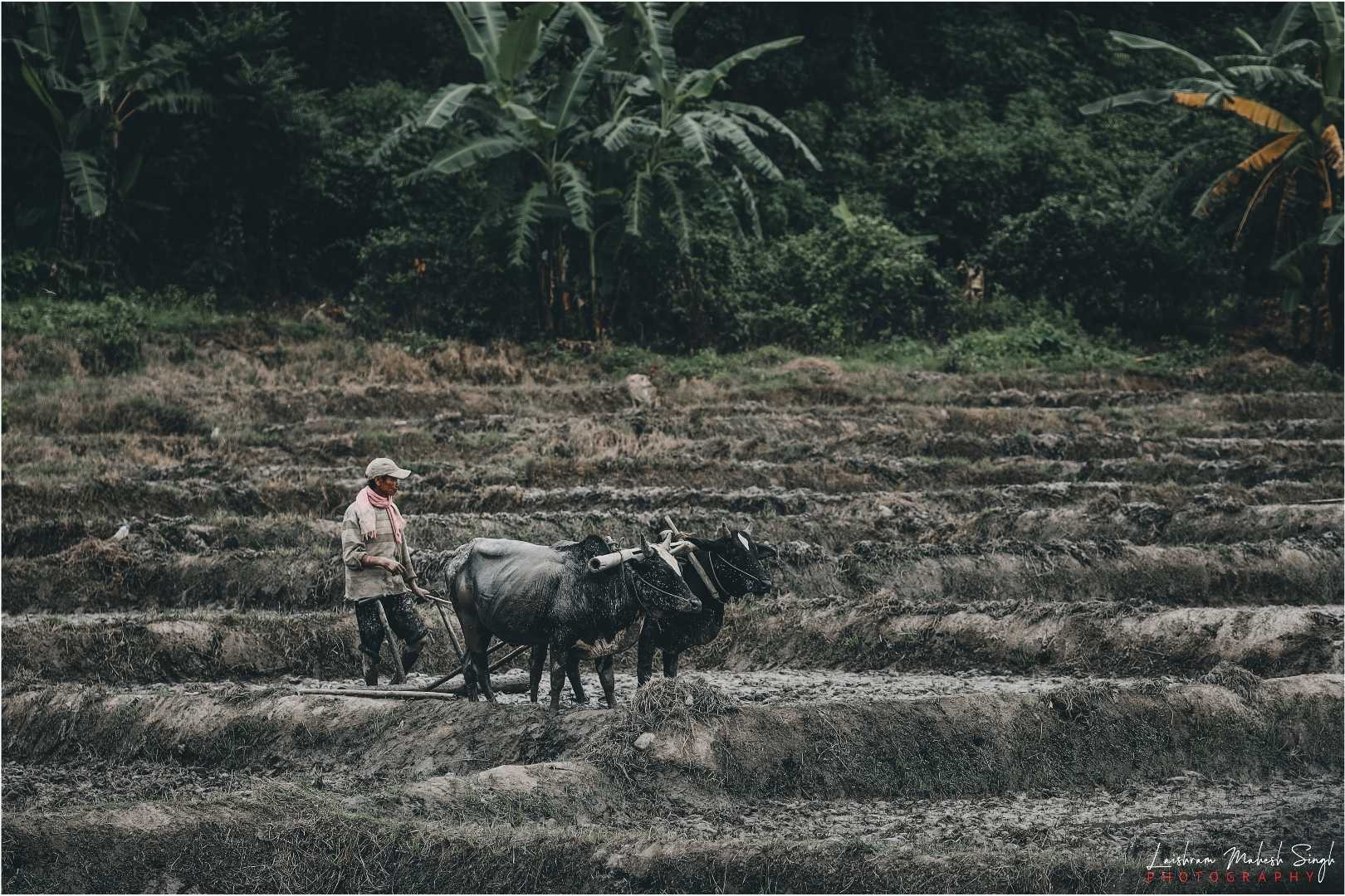 farmer Buffalo working