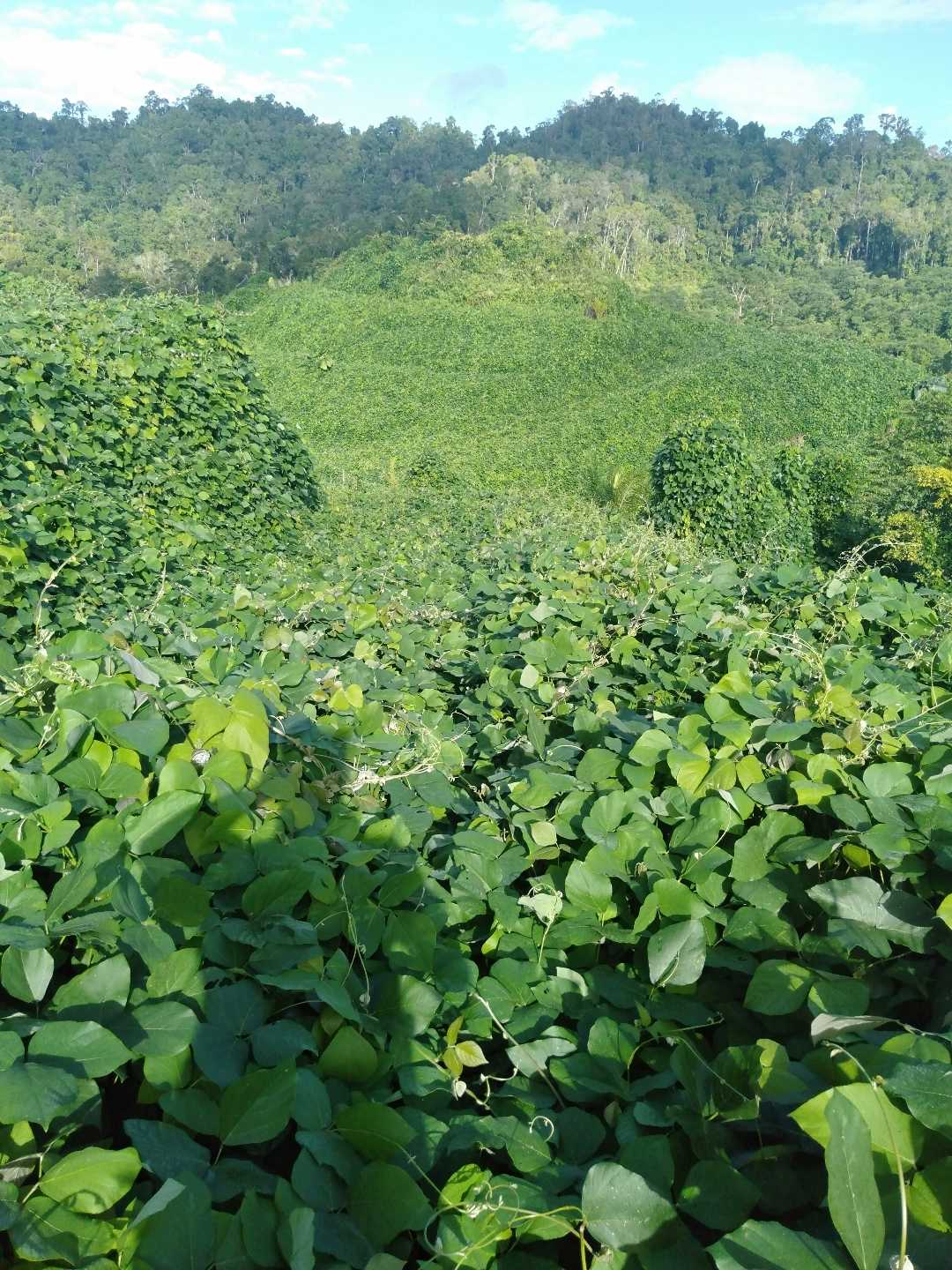 Kudzu