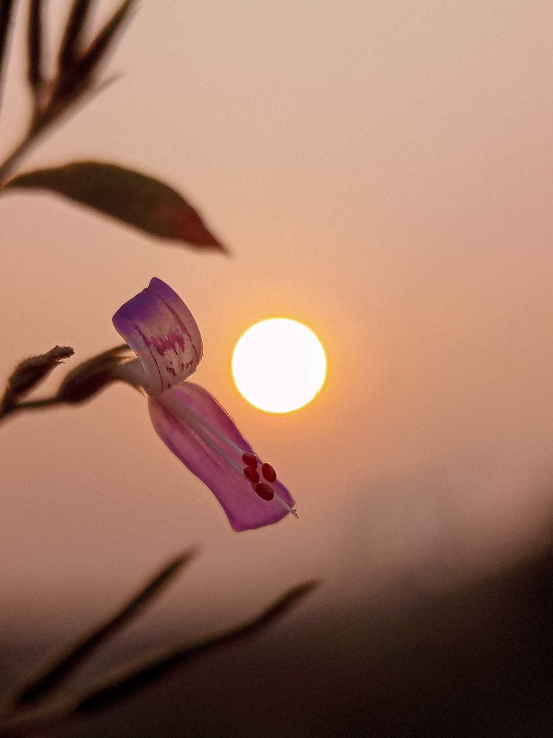 GUD MORNING 🌻