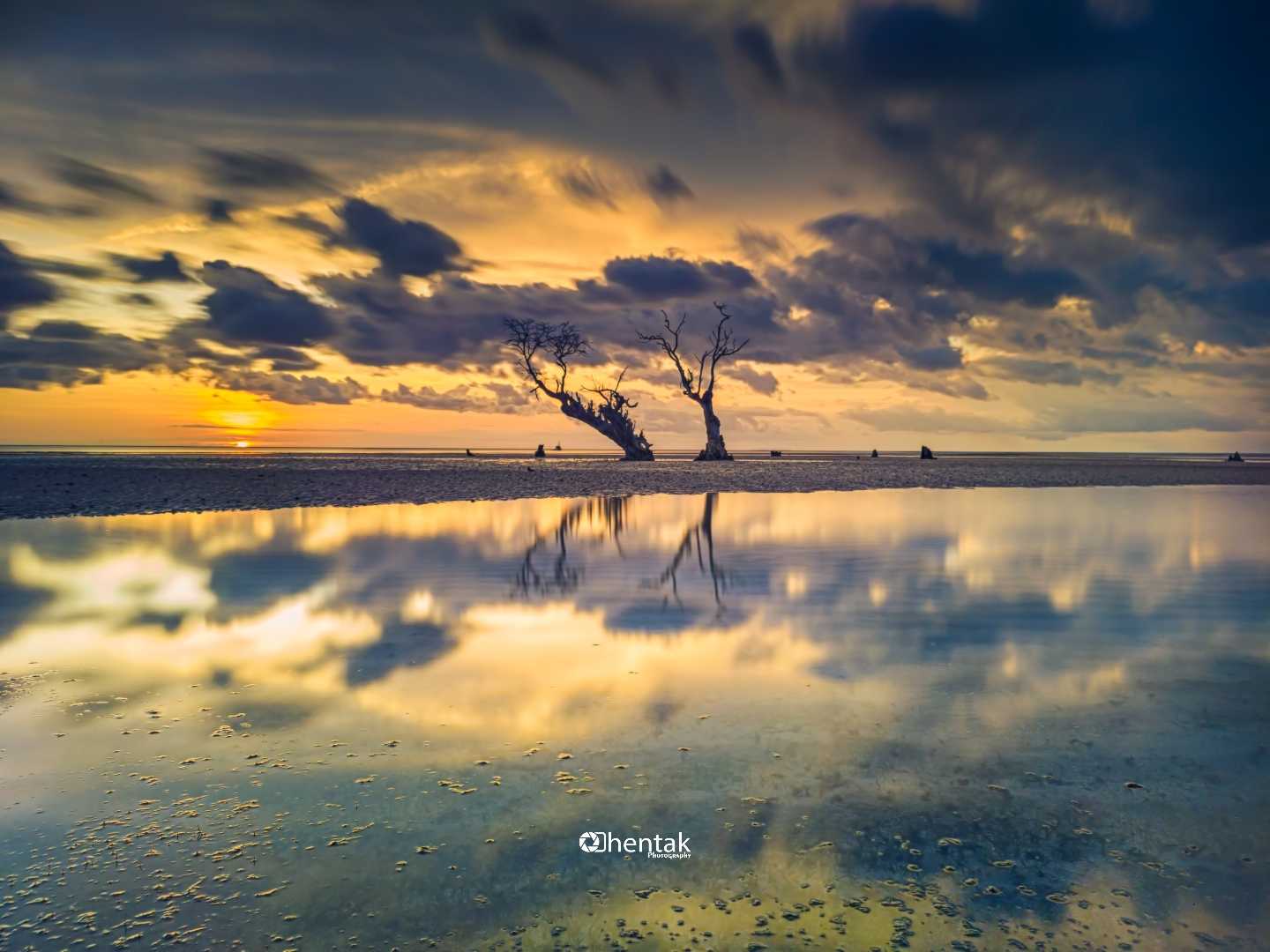 Refleksi Pohon Mati