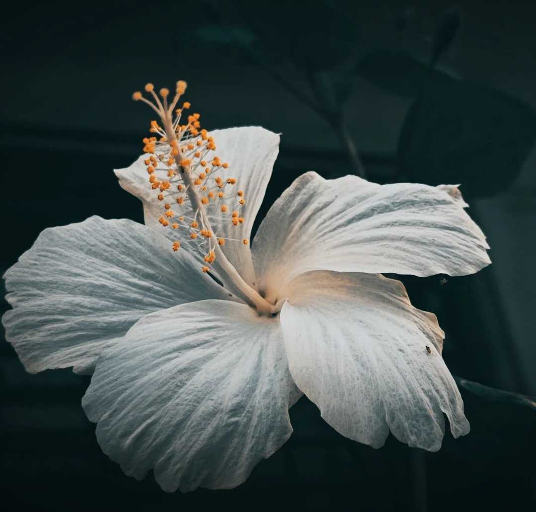 Shoeblackplant
