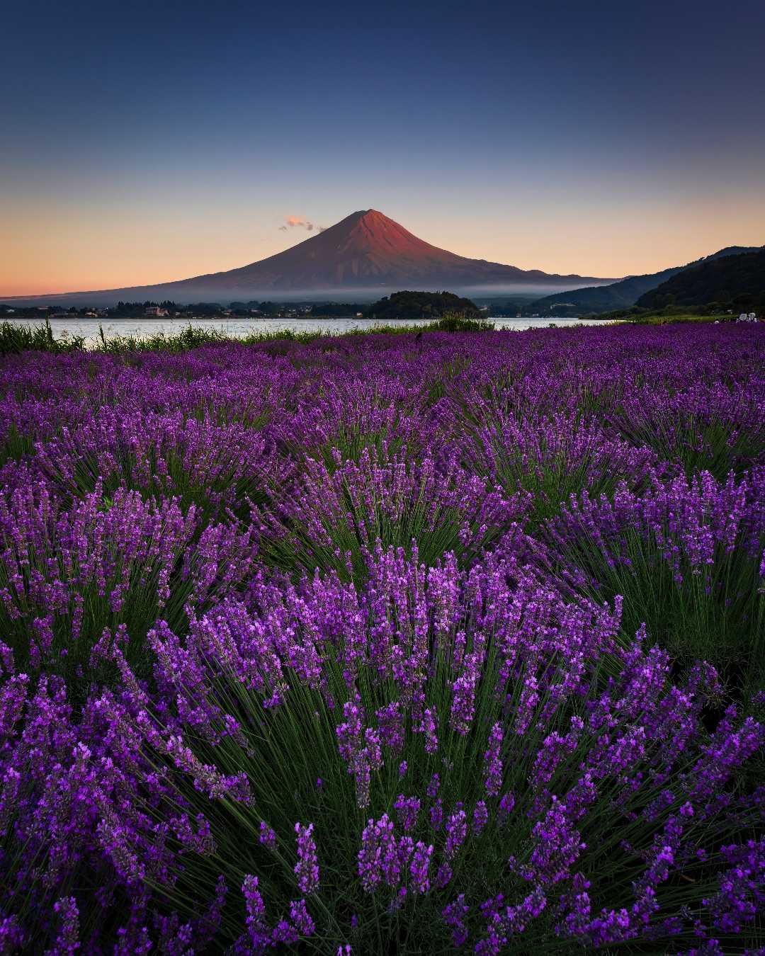 lavender and mount fuji