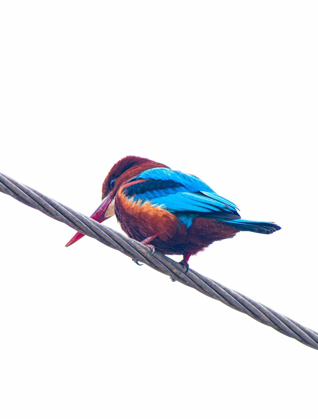 Kingfisher| Bird Photography