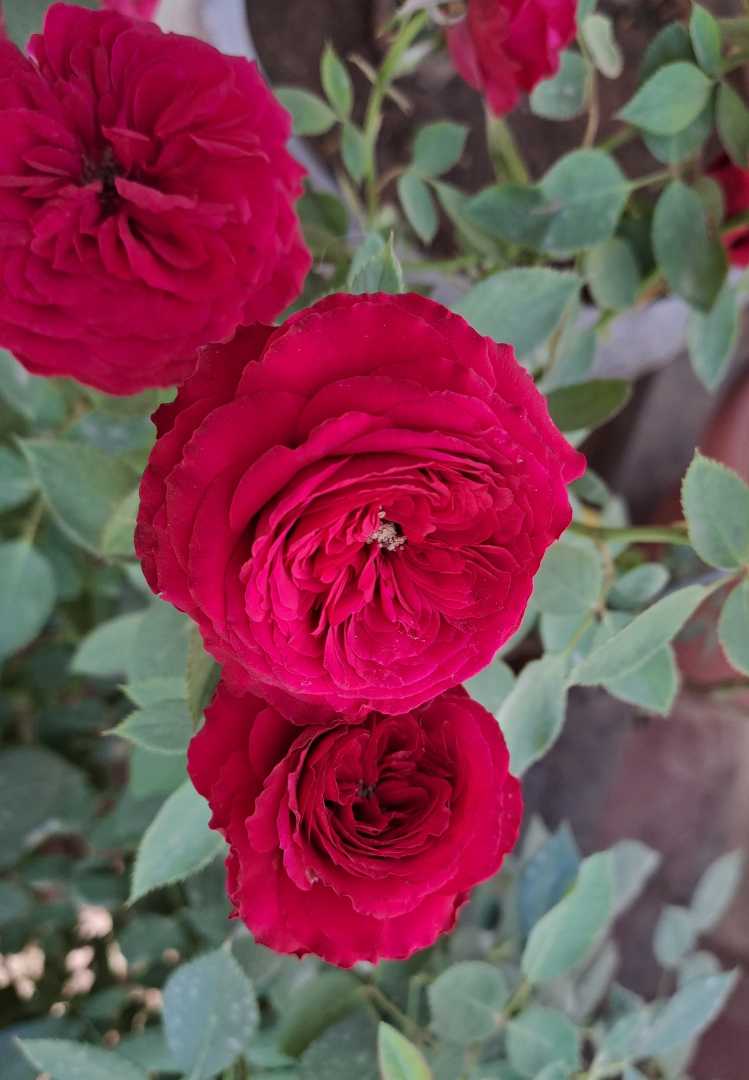 Rose 🌹 