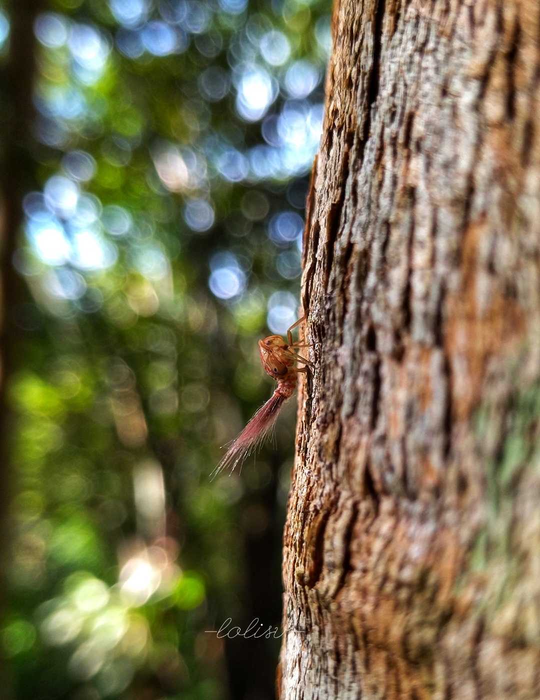 Plant Hopper Nymph
