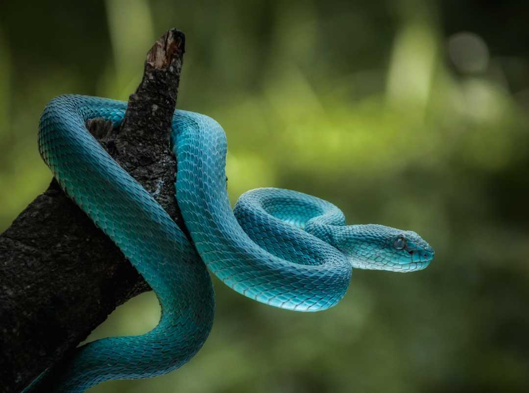 Viper Biru