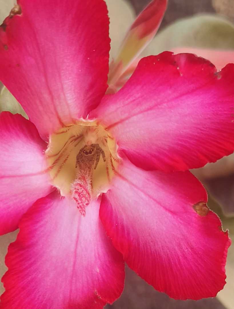 A cute little spider hiding inside a Desert Rose or Impala
