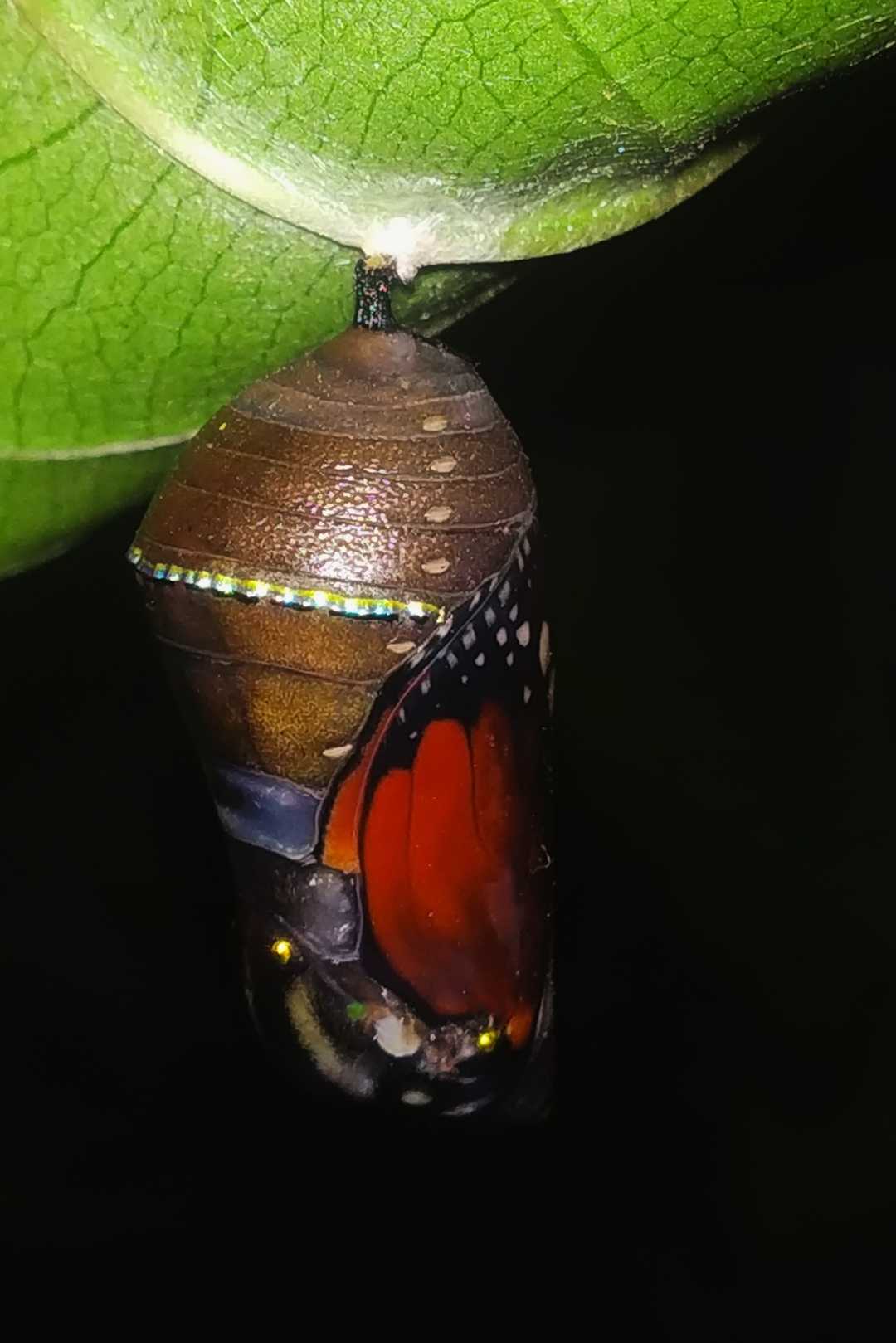 pupa of plain tiger butterfly