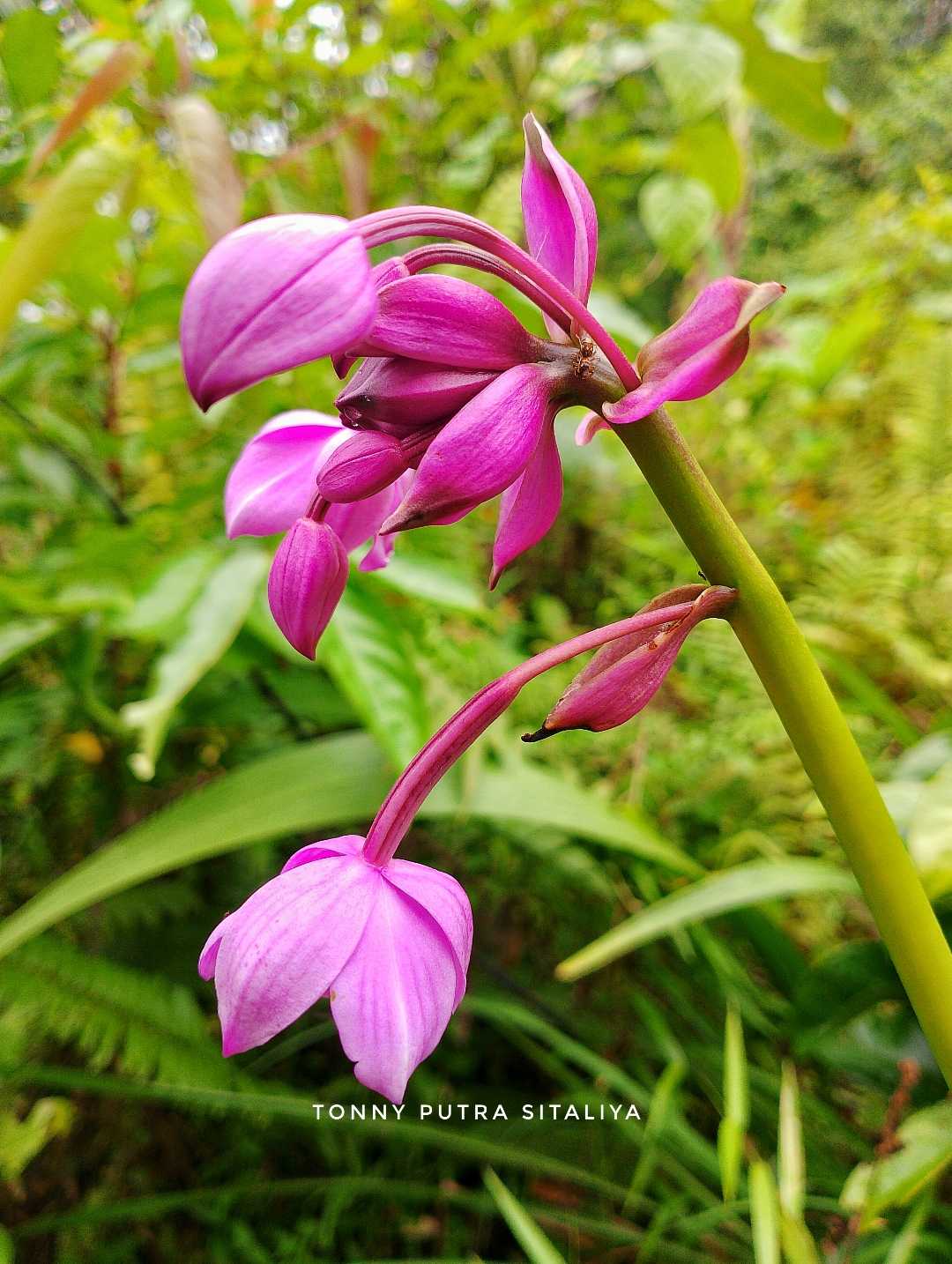 Bletilla Striata (Anggrek Tanah)