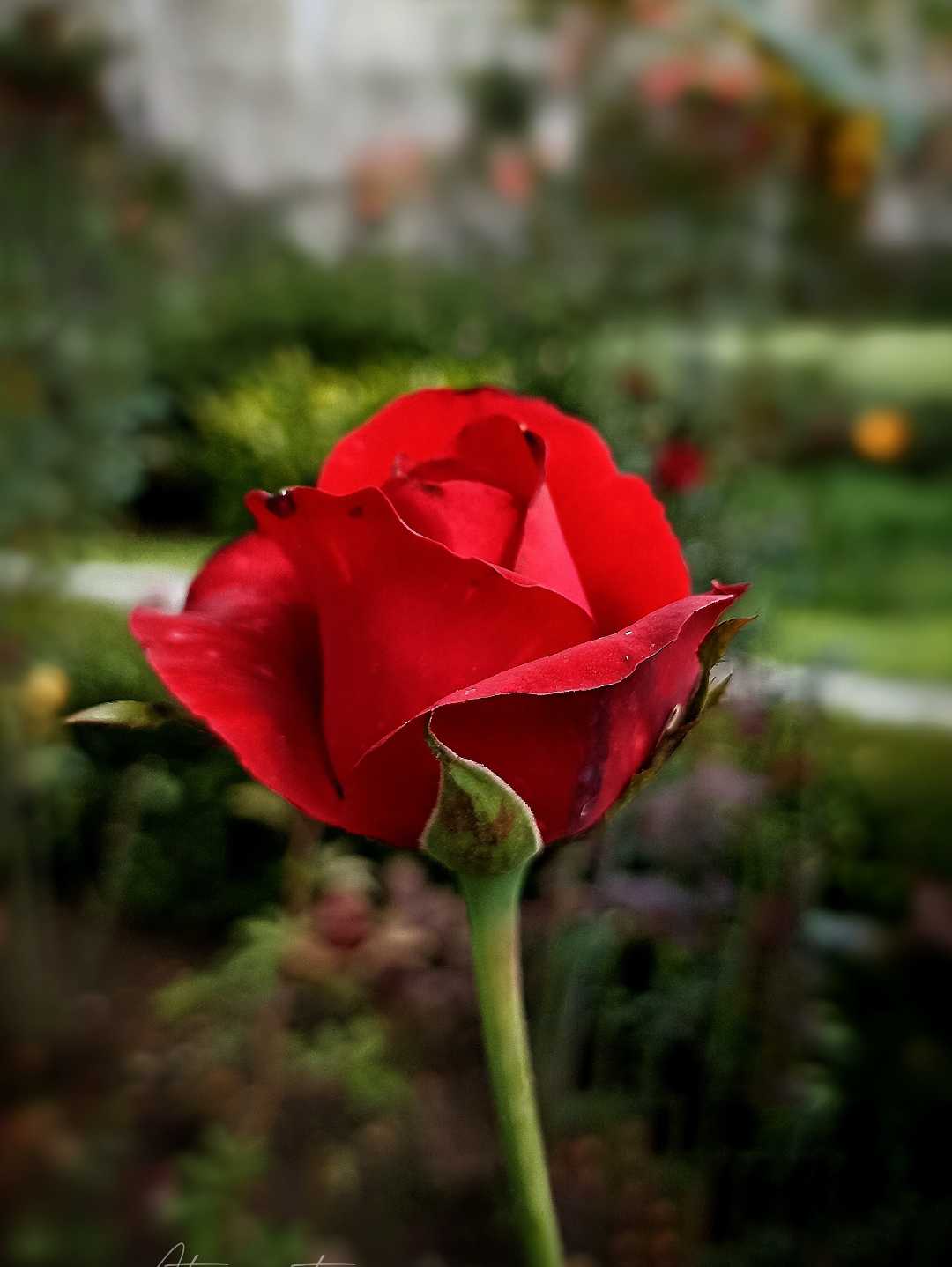 Bunga Mawar Merah