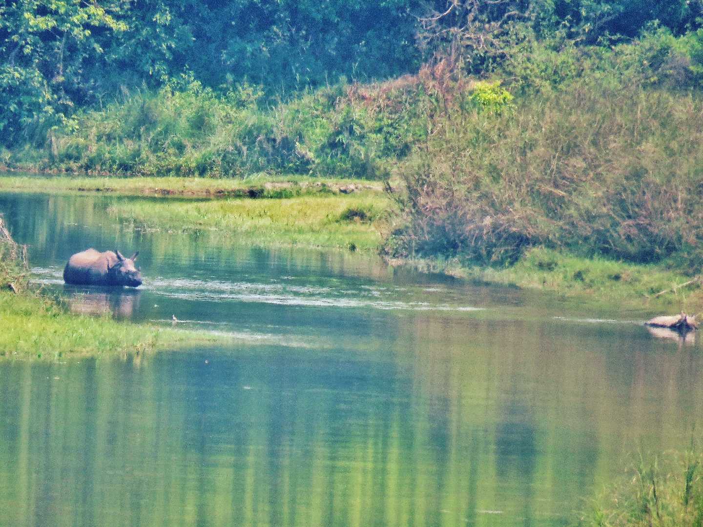 World Rhino Day 2022