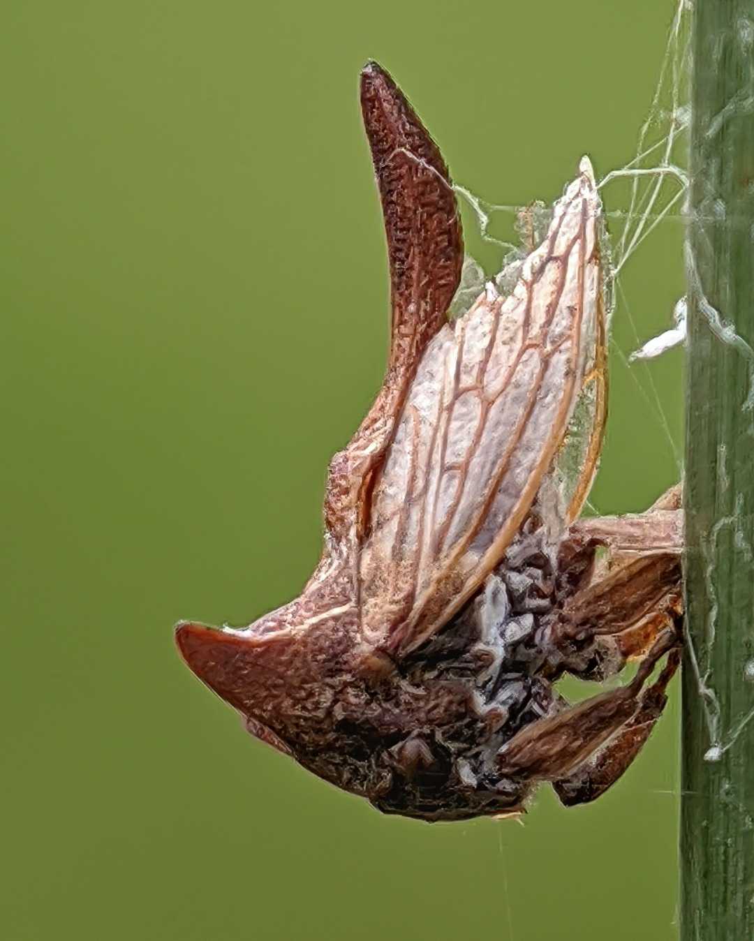 Horned Treehopper 