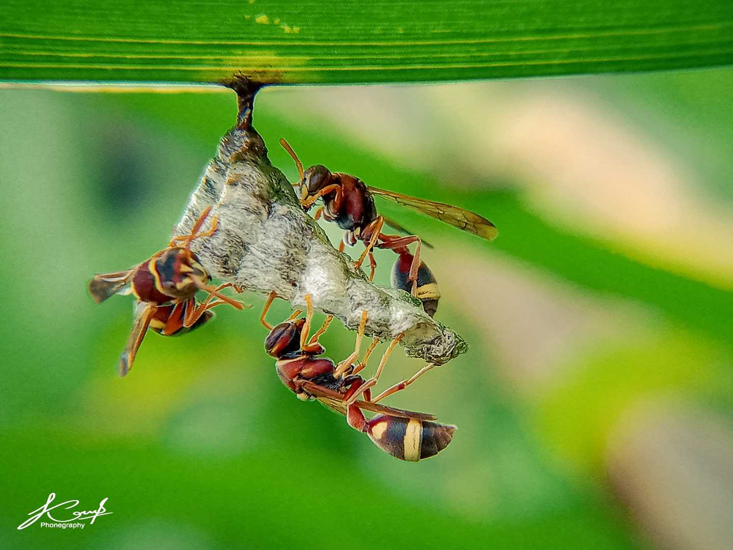 Polistes humilis