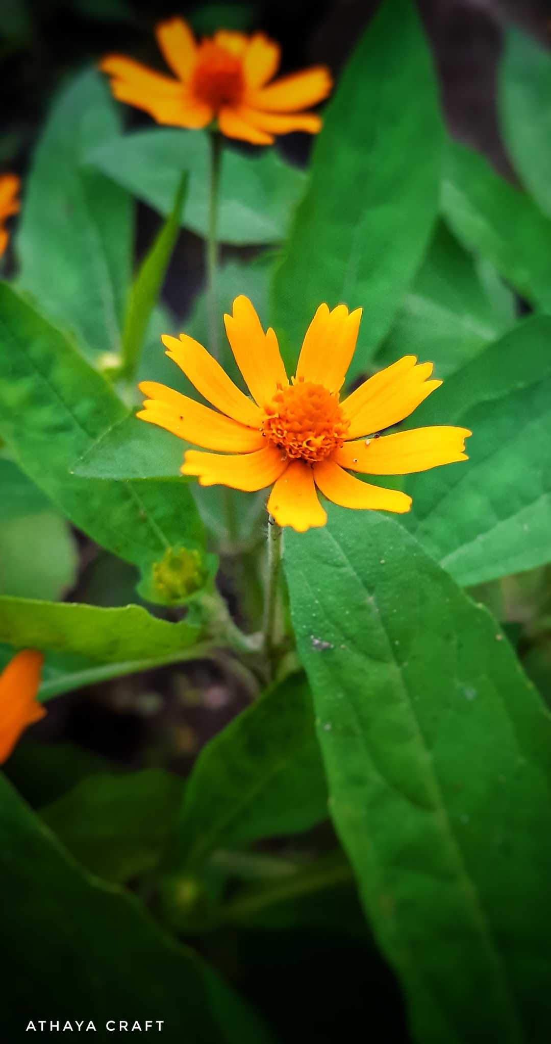 Bunga Butter Daisy Kuning