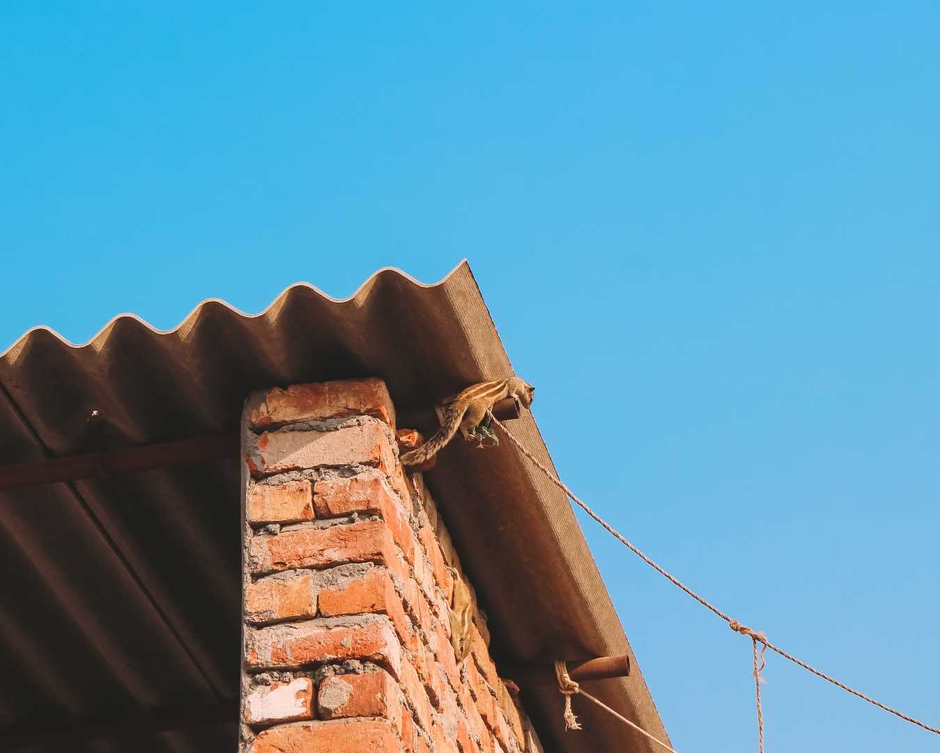 squirrel 🐿️