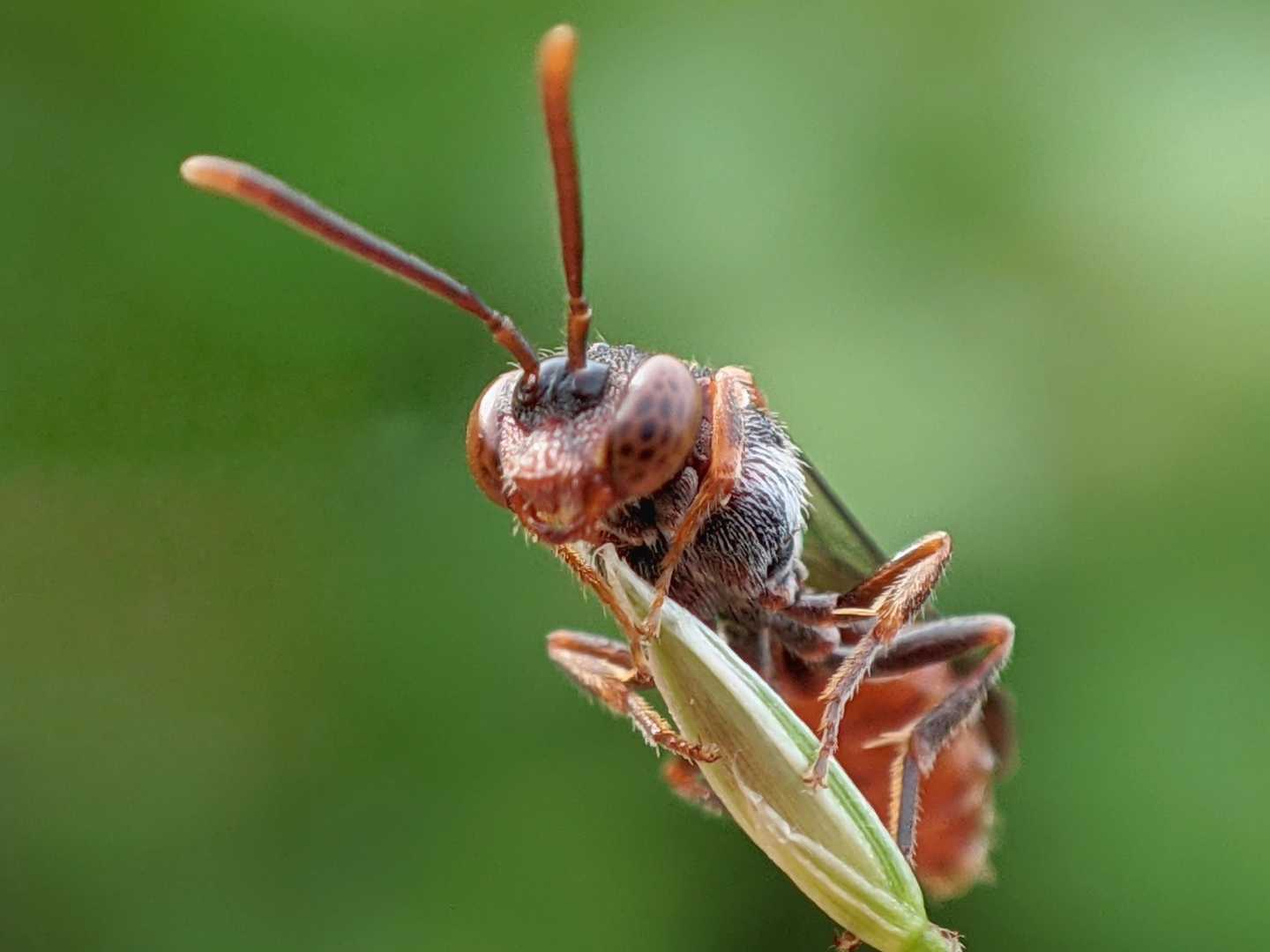 Nomada