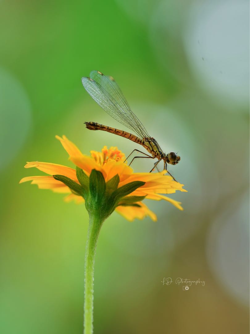 Capung / Dragonfly (Anisoptera)