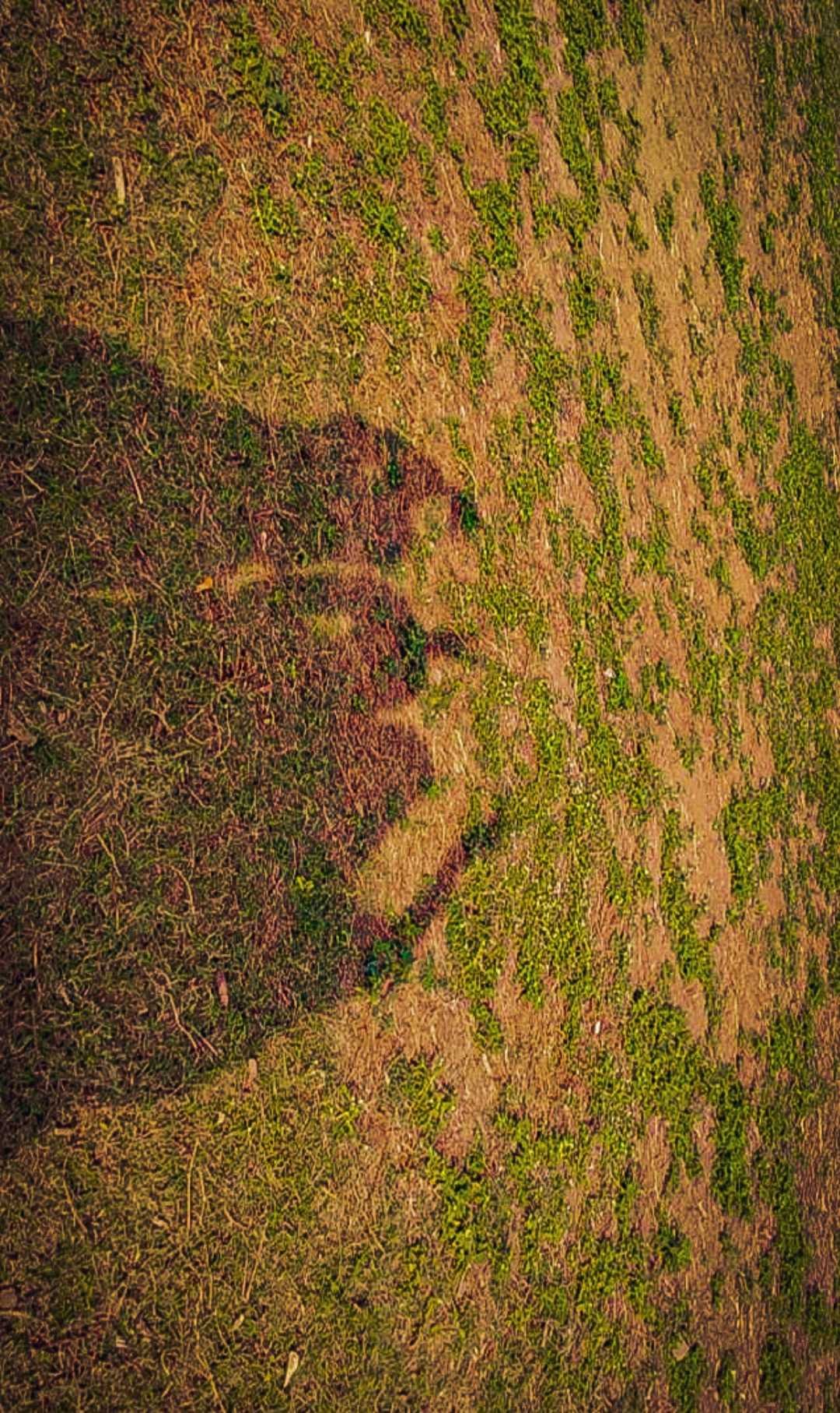 shadow 👀