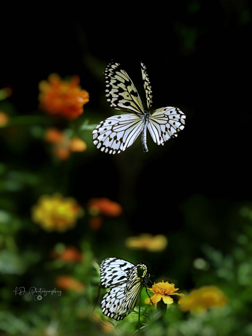 Rice Paper Butterfly (Idea leuconoe)