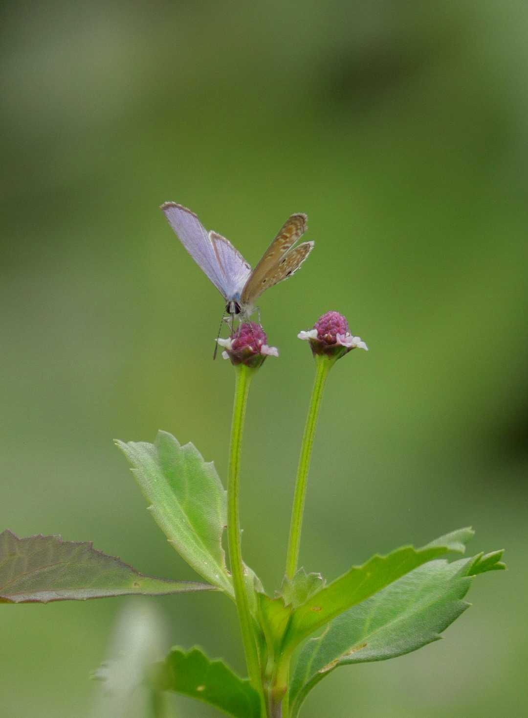 Macro World