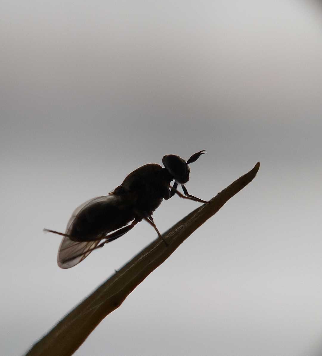 Soldier fly