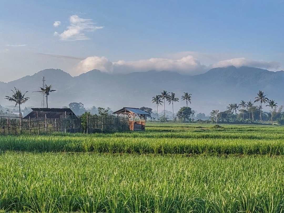 Panorama