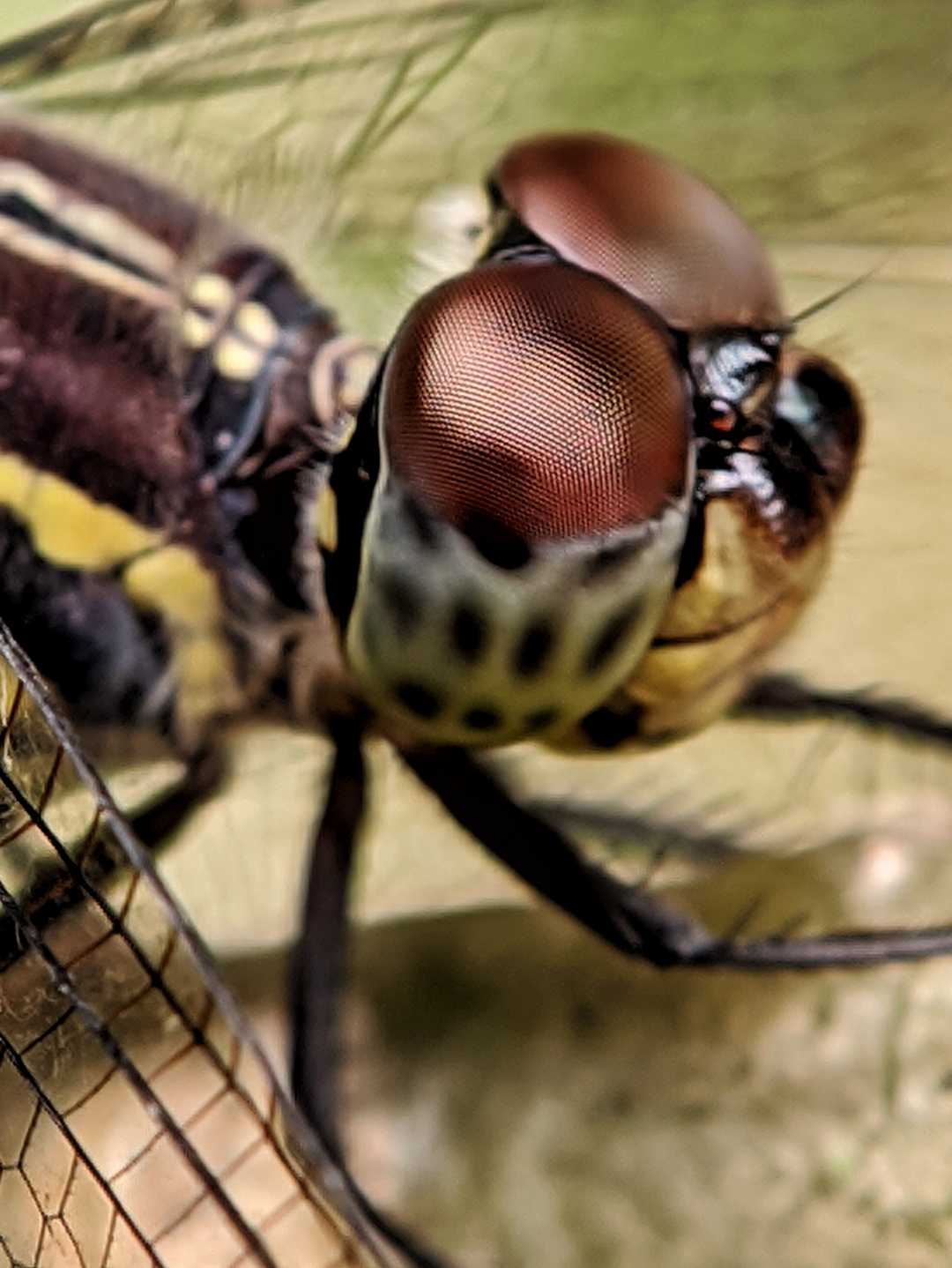 Capung ( Dragonfly) 