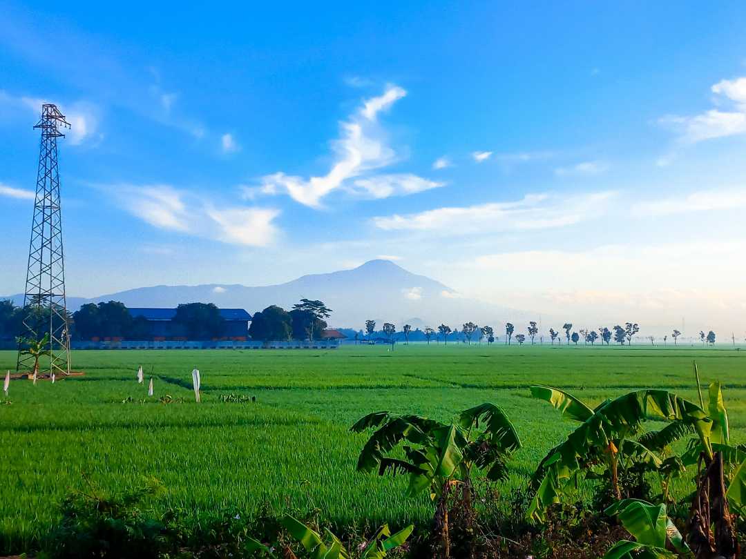 Sawah