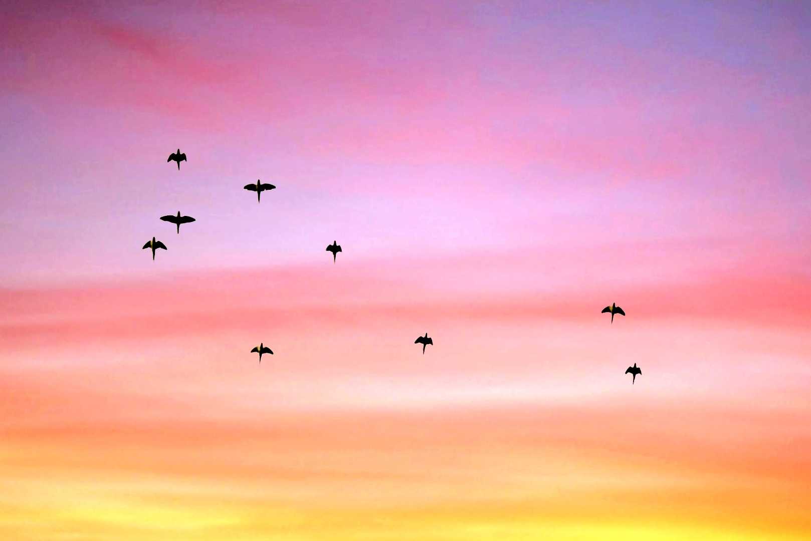 Birds in Sunset