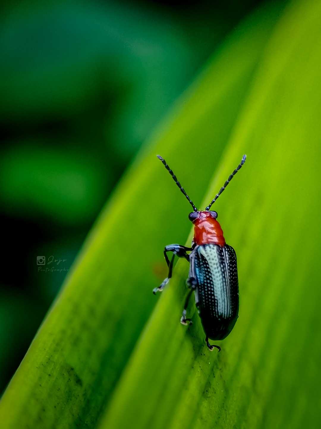 Cereal Leaf Beetle