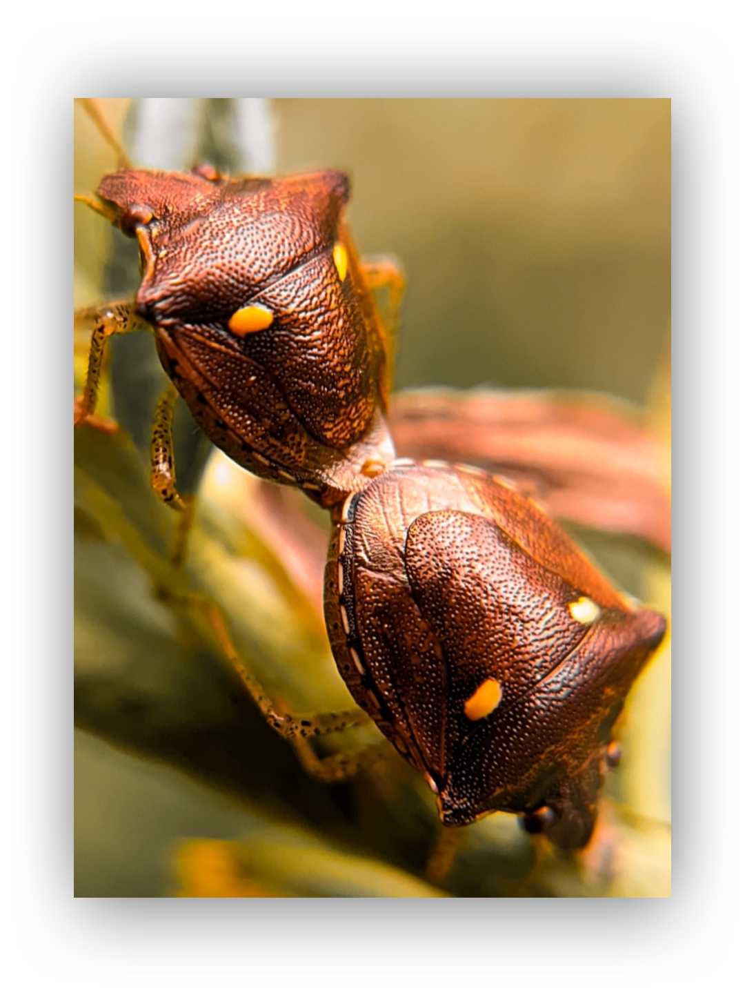 bug hutan