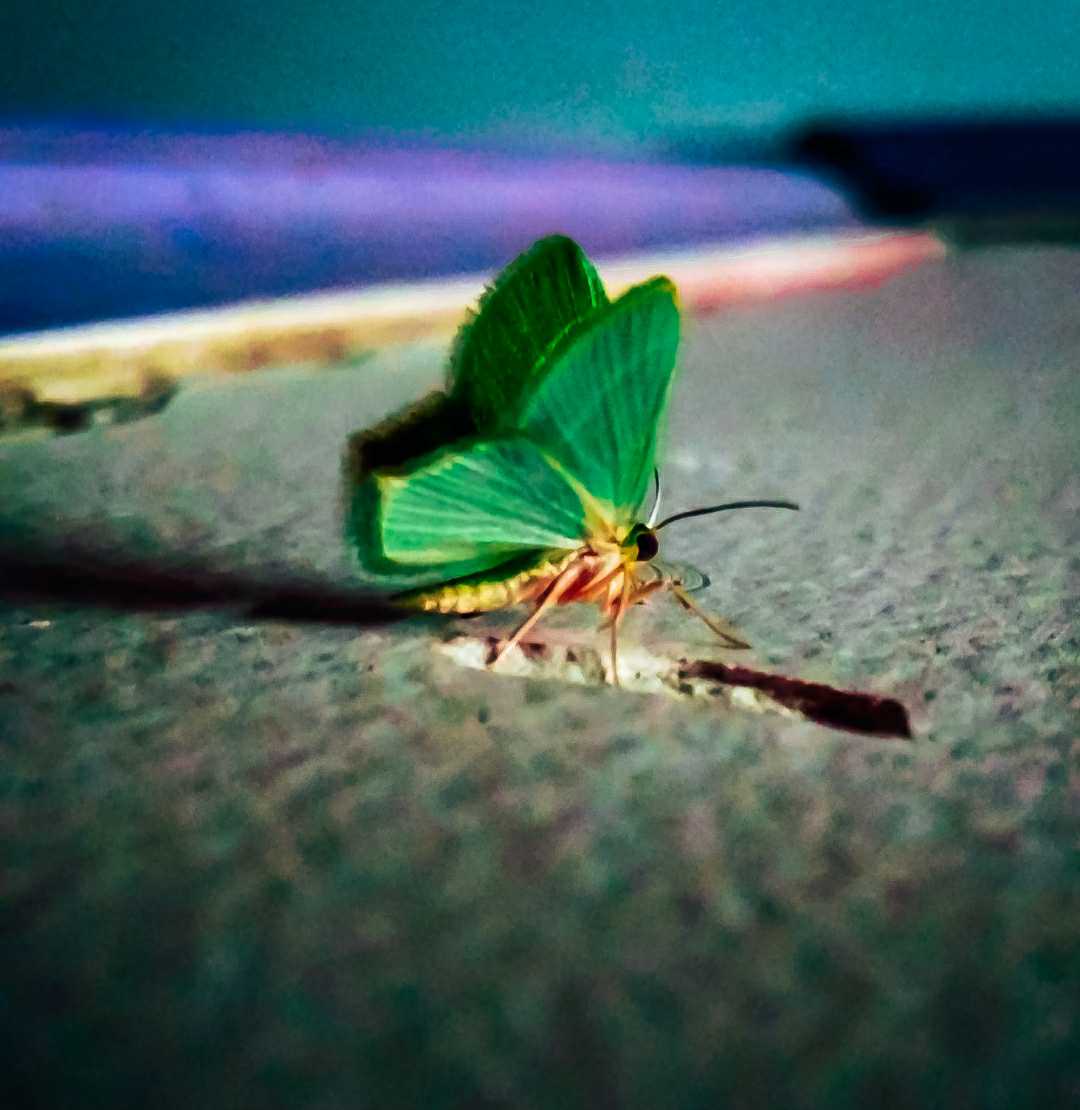 little butterfly 🦋
