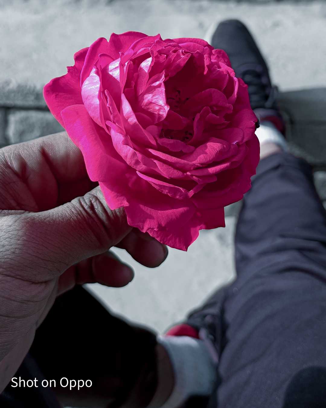 Red Rose 🌹 For You 😊