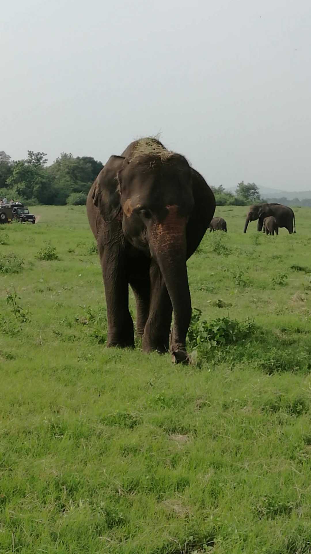 Elephant at Kaudulla National Park