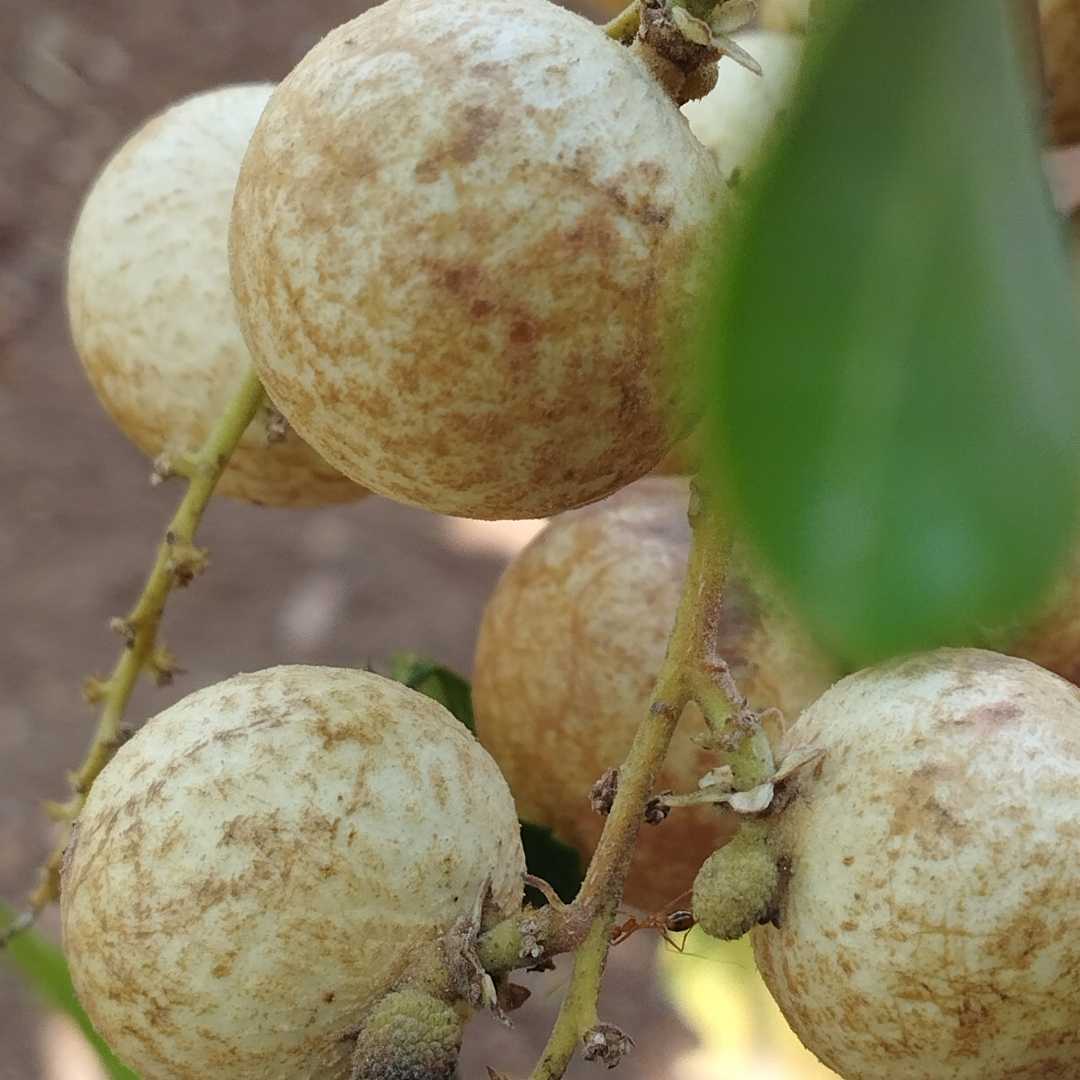 Kelengkeng