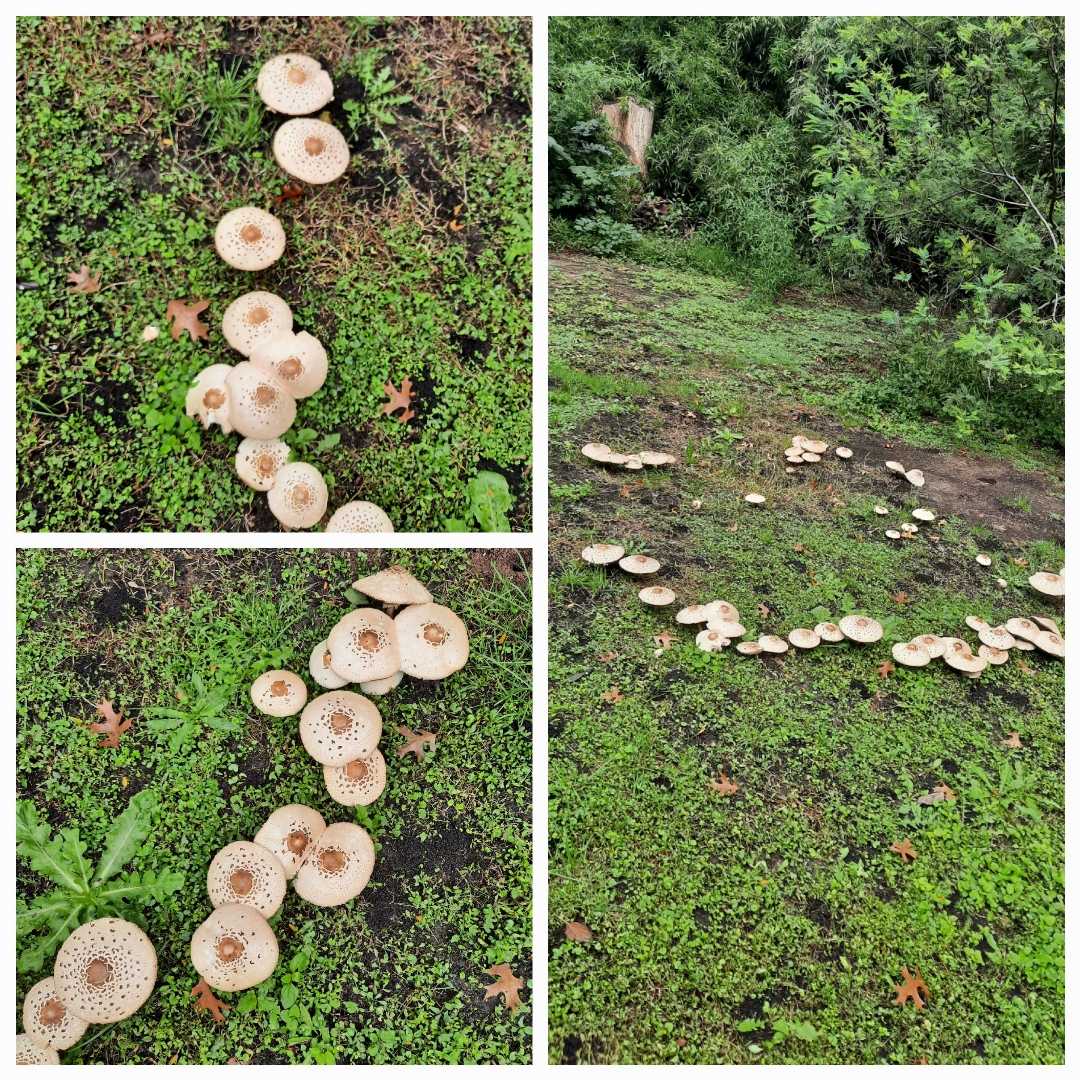 Hongos en el parque