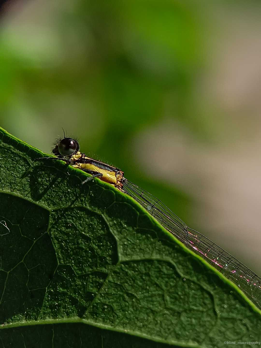 Damesfly