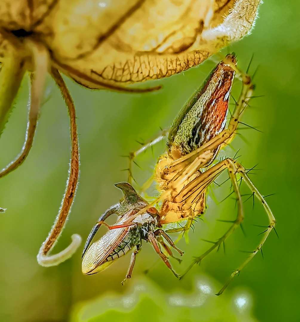 striped lynx spider killed a Treehopper 