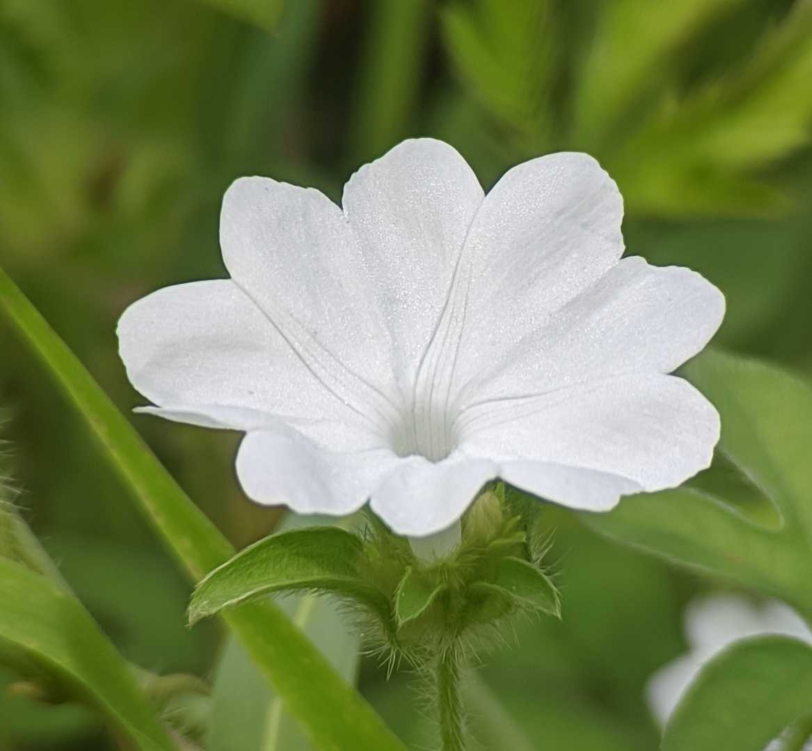 bunga 